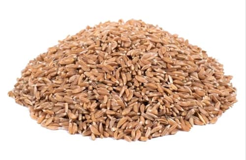 Jave Wheat