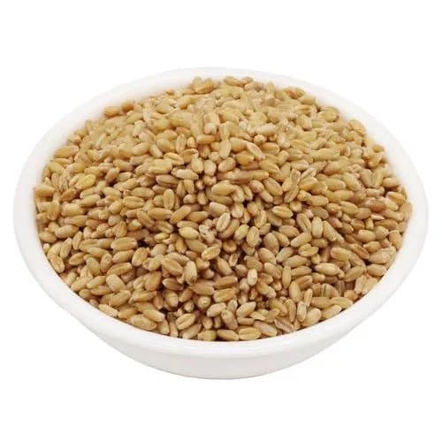 Sharabathi Wheat